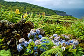 Azzorre, Isola Terceira - Escursione Mata da Serreta. 